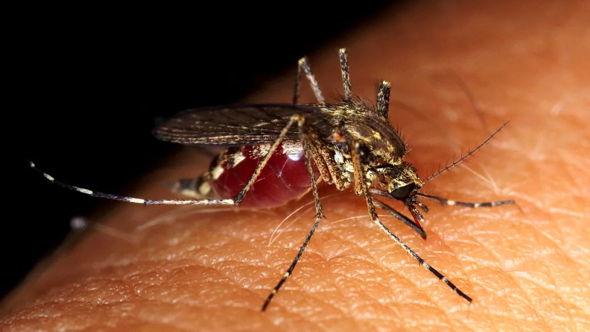 Motivul „șocant și ciudat” pentru care țânțarii par să ne găsească întotdeauna, susțin ultimele cercetări