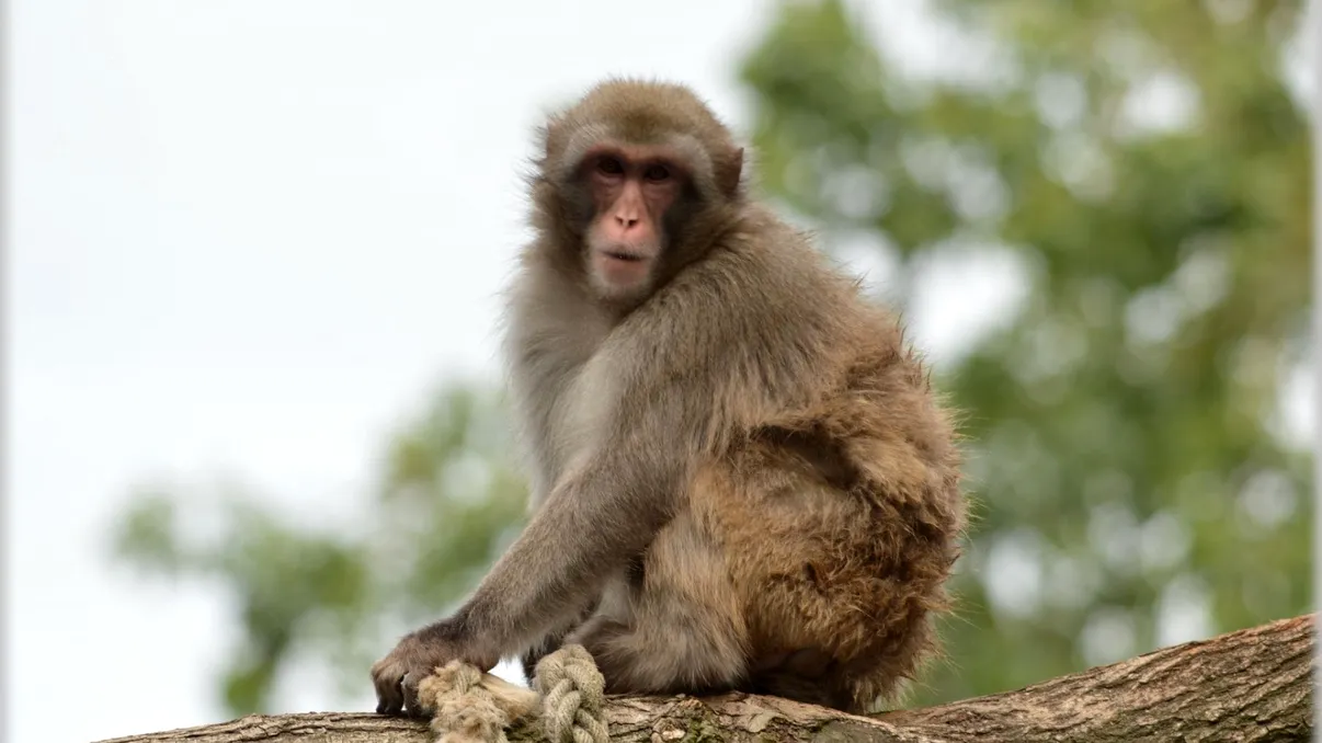 OMS, reacție după ce oamenii au atacat maimuțele: „Animalele nu au nicio legătură cu variola maimuței”