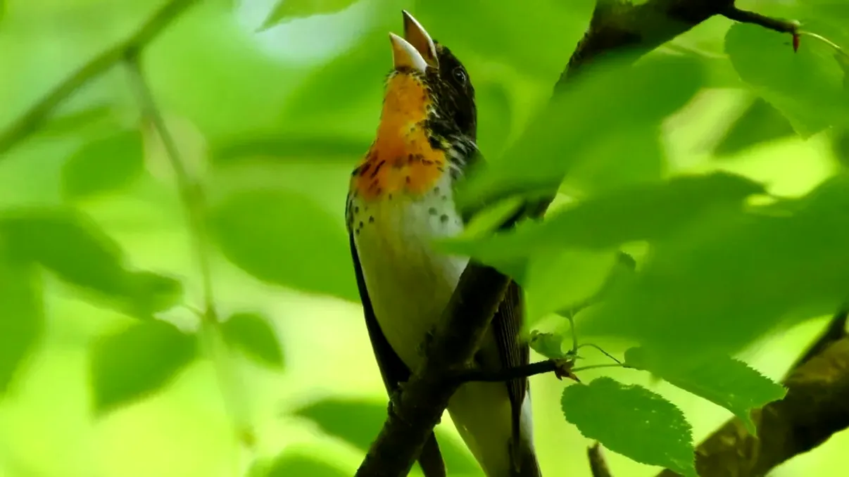 O pasăre misterioasă, descoperită recent: de ce este specială, explicația cercetătorilor