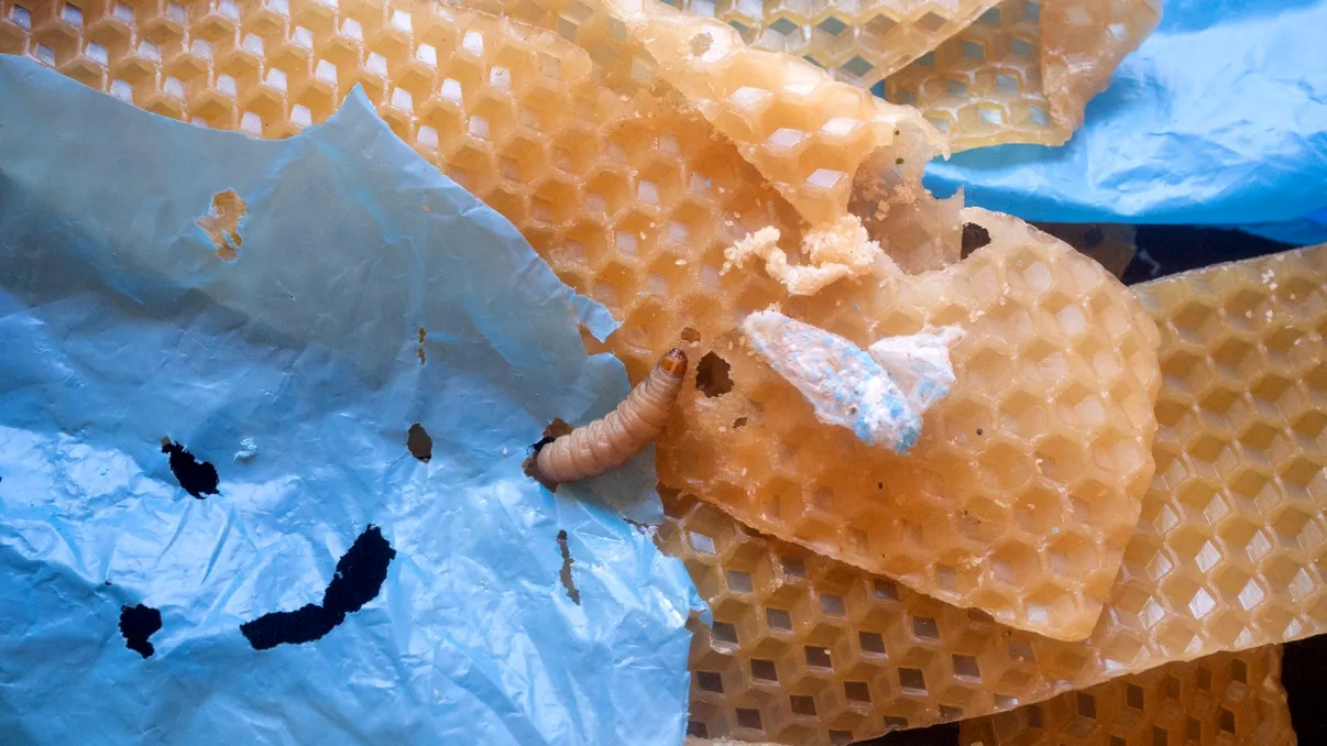 Viermii de ceară, folositori pentru mediu: ce au descoperit cercetătorii, cum ne-ar putea ajuta