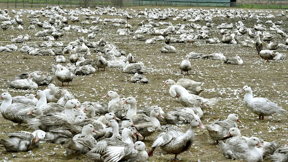 Ungaria anunță focar de gripă aviară într-un județ aflat la granița cu România
