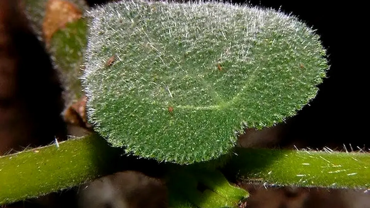 Cea mai periculoasă plantă din lume: de ce e ținută într-o cușcă