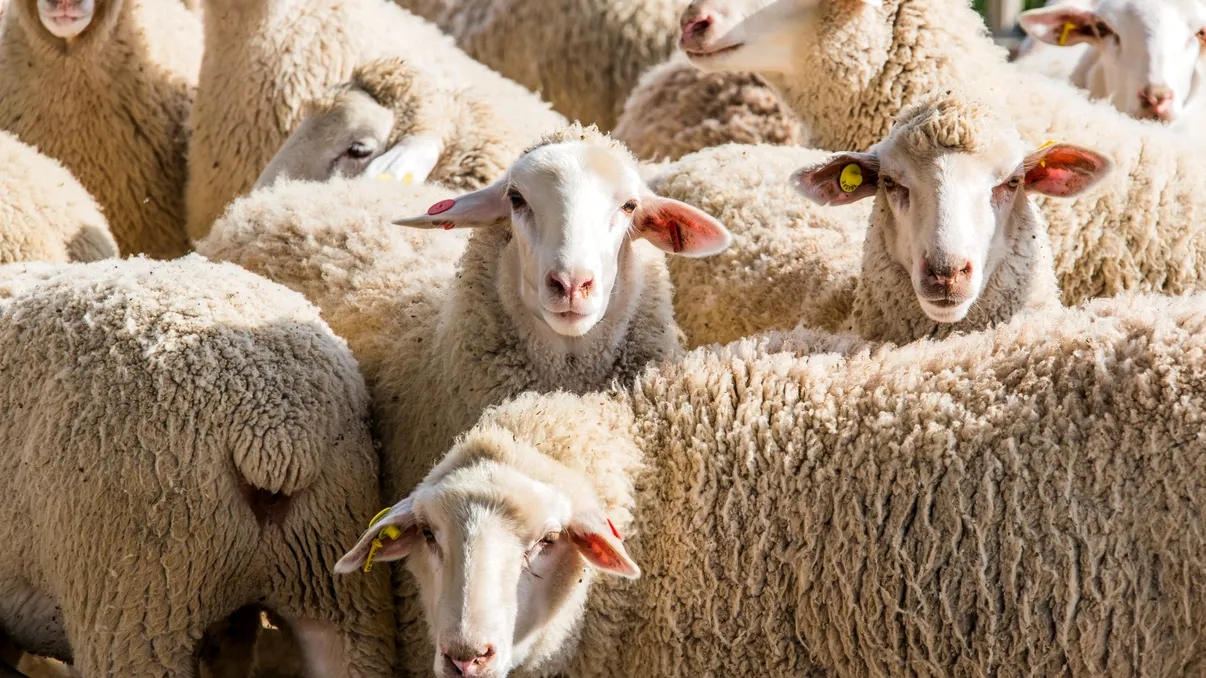 Ce s-ar întâmpla dacă oile ar conduce lumea: studiul cercetătorilor care te va amuza, dar îți va da și de gândit