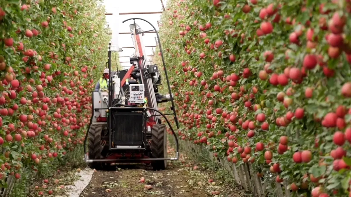 Muncitorii din agricultură, „amenințați” de roboții care culeg fructe: invențiile care ar putea schimba tot
