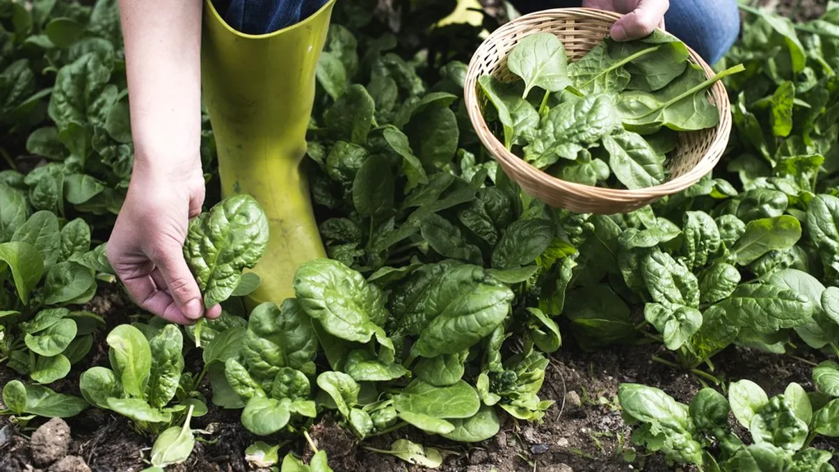 Spanacul provoacă halucinații oamenilor, în această țară: care este cauza, conform cercetătorilor