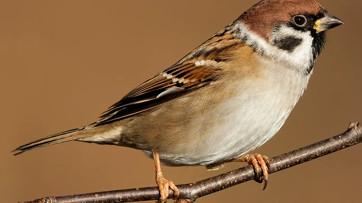 Vrabia cu patru sexe, noua senzație în ornitologie: cum o explică cercetătorii