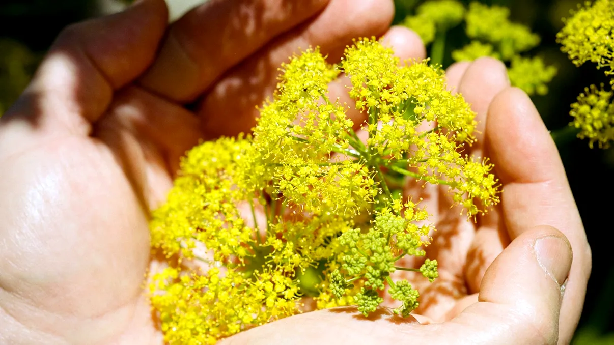 Planta 'minune' ce valora o avere pe vremea romanilor: unde o poți găsi și care este istoria 'darului zeului Apollo'