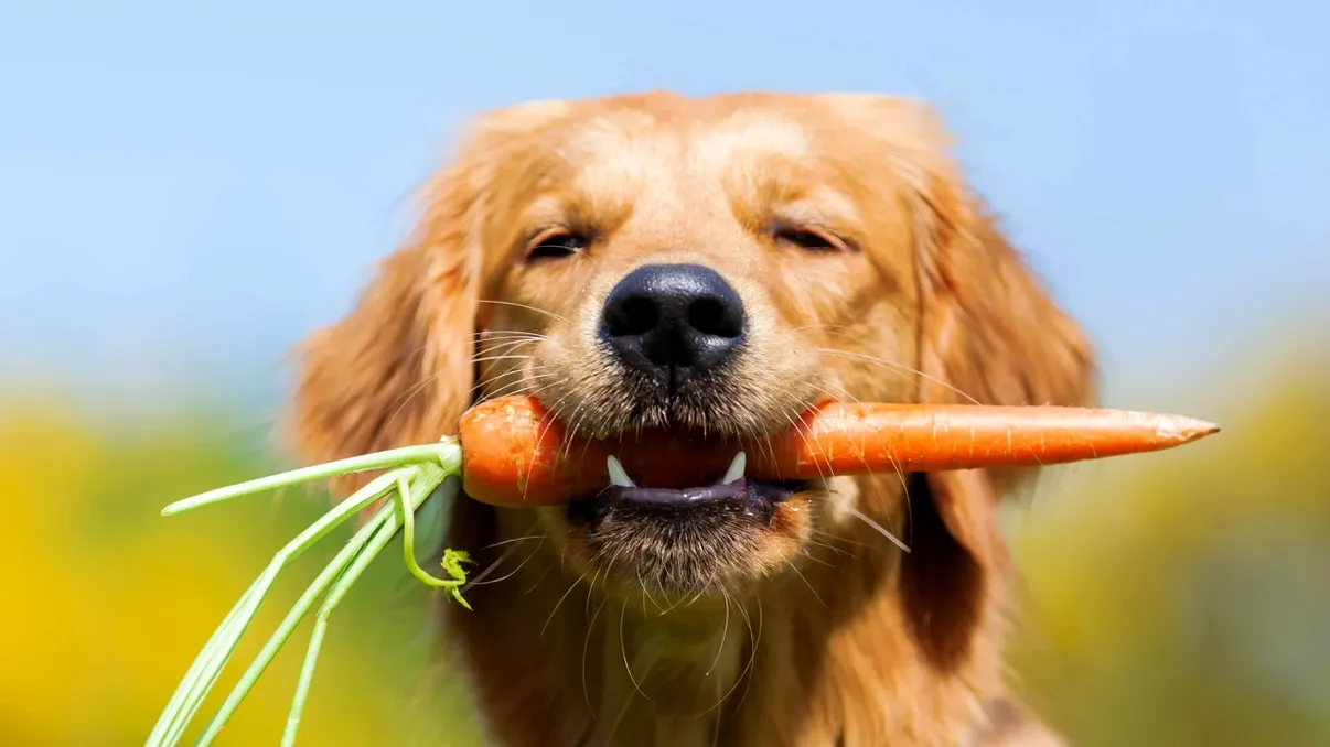 Dieta vegană la pisici și căței, pro sau contra: ce spun oamenii de știință