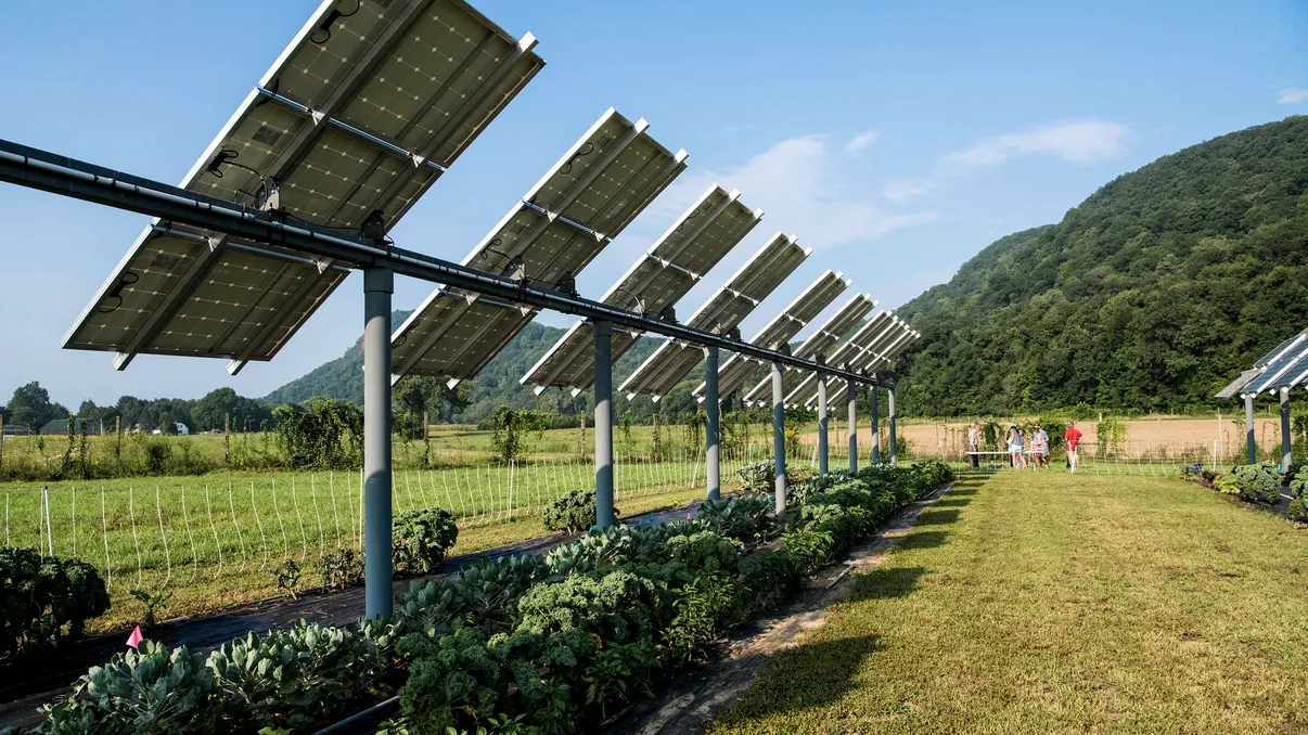 Viitorul cultivării culturilor cu panouri solare: ce sunt celulele solare translucide