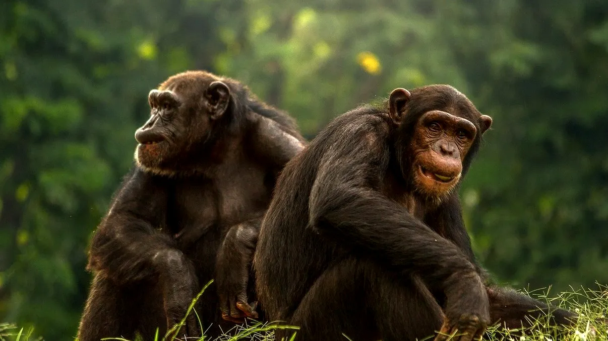 Testul de inteligență care fascinează omenirea: cât de bun ești la a înțelege cimpanzei