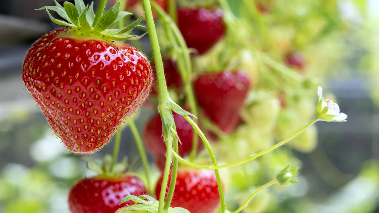 Ce sunt punctele albe de pe căpșuni, de fapt: nu sunt semințe. Ce au descoperit oamenii de știință