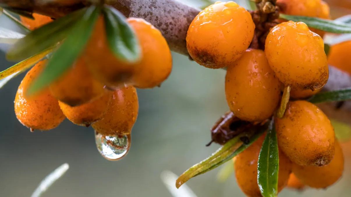 Fructul românesc care a devenit super aliment pentru străini: calitățile care l-au transformat într-o mină de aur pentru cultivatori