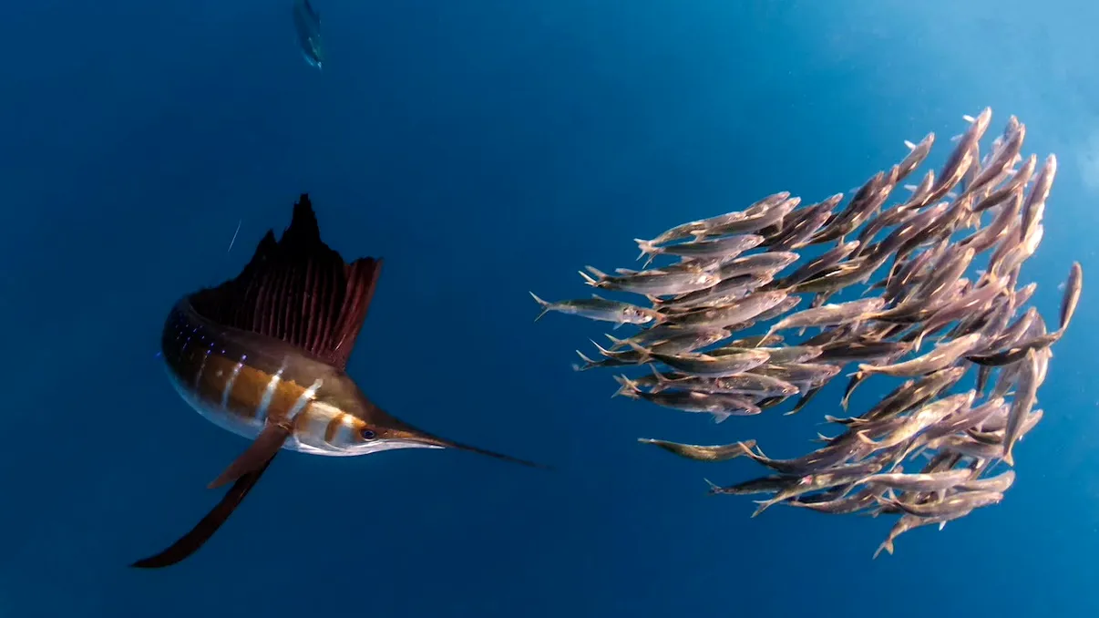 VIDEO Cel mai rapid pește din lume: e fascinant cum vânează peștele cu vele