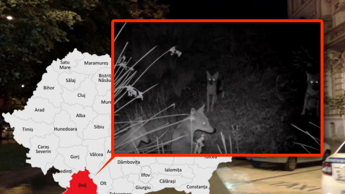 Fiarele despre care se credea că au dispărut îngrozesc acum un sat din Dolj. Sfâșie tot ce prind in cale