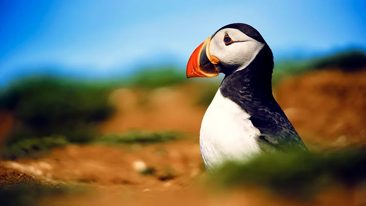 Sir David Attenborough revine cu un nou documentar impresionant: când apare Wild Isles