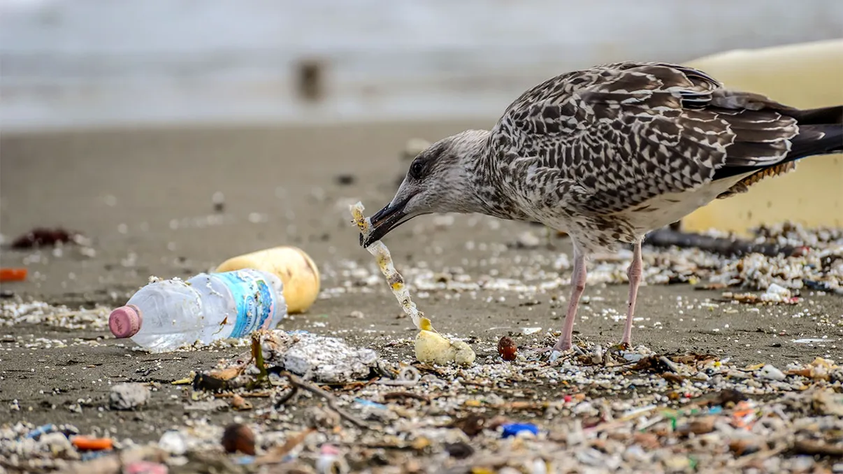 Ce este plasticoza, noua boală provocată de poluarea cu plastic: cum sunt afectate păsările