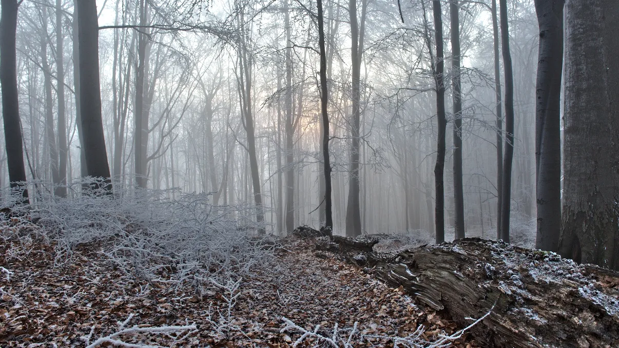 Locul din România de care puțini români știu: unde se află “Pădurea de argint”, de ce se zice c-ar fi 