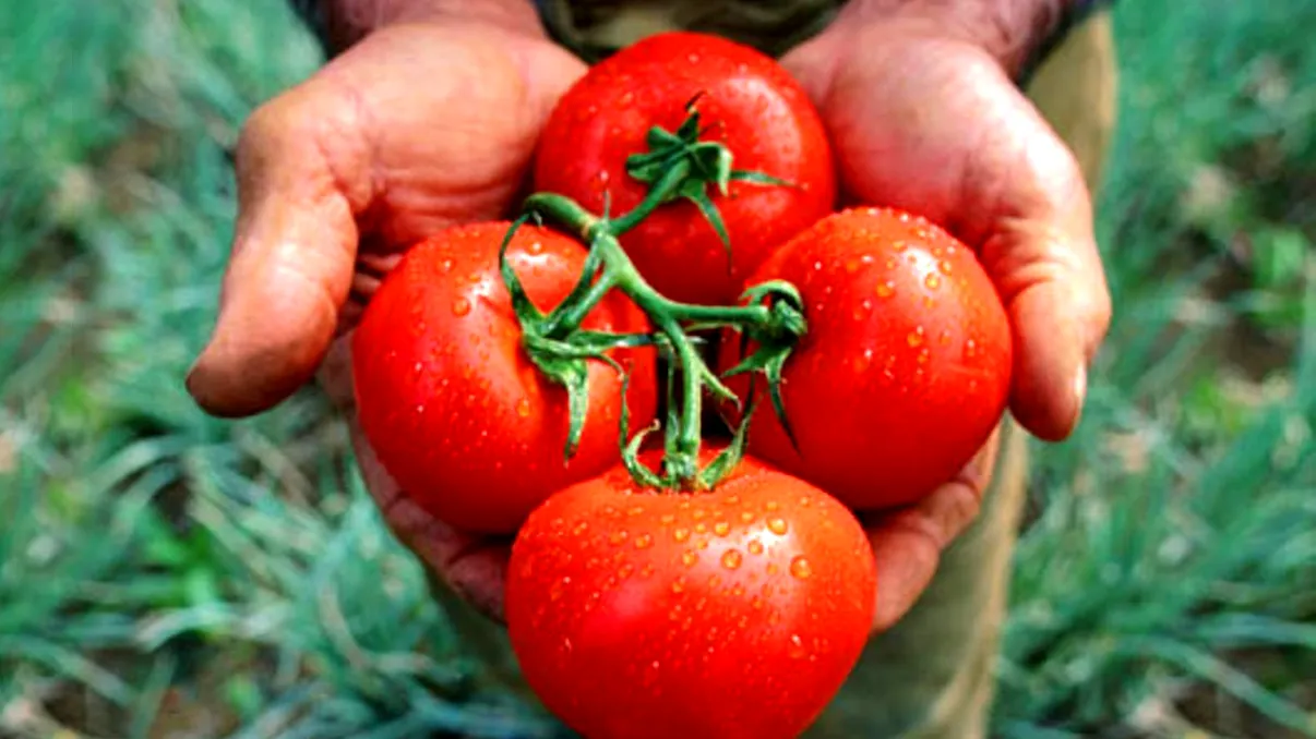 Roșiile, pericol de moarte pentru primii europeni. Le numeau „mere otrăvite”. Care a fost motivul