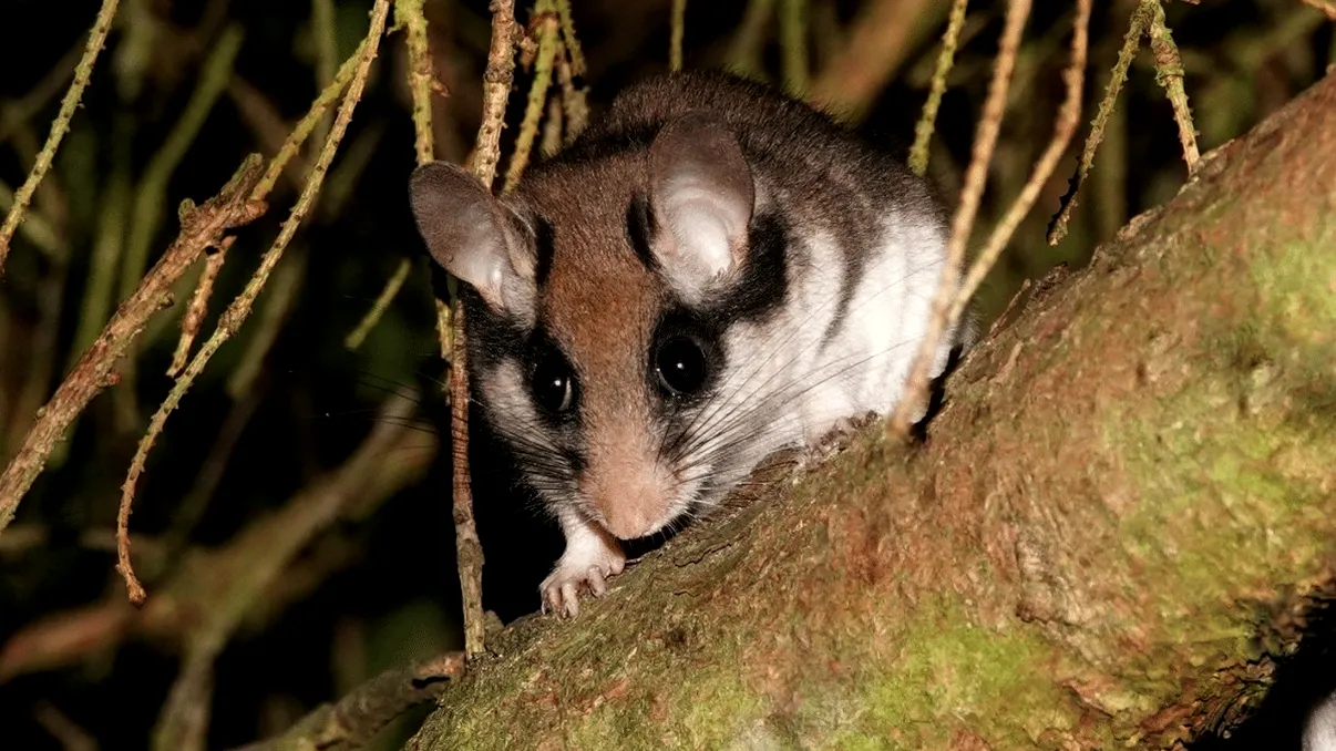 Pârșul de grădină este mamiferul care strălucește sub lumina UV: cum explică asta oamenii de știință