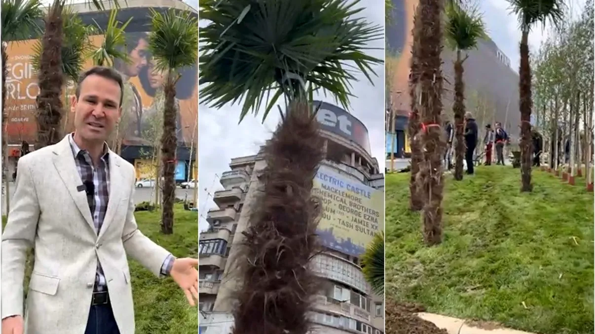 Primăria Capitalei, foc și pară pe palmierii lui Negoiță. „Centrul Bucureștiului nu e grădina lui cu maimuțe”