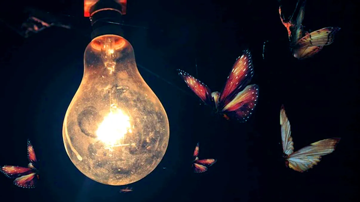 De ce sunt atrase insectele de lumina becului din casa ta. Explicația fenomenului