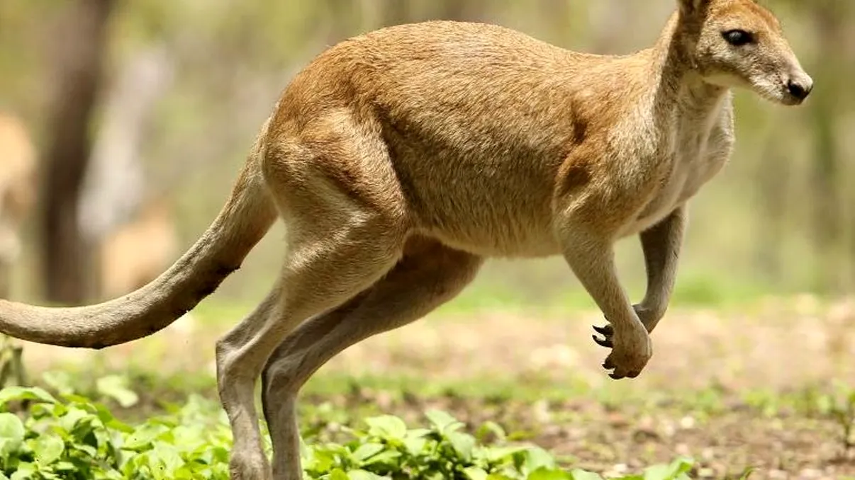 Animalele marsupiale sunt „mult mai evoluate” decât alte mamifere, chiar și decât oamenii: ce au descoperit oamenii de știință