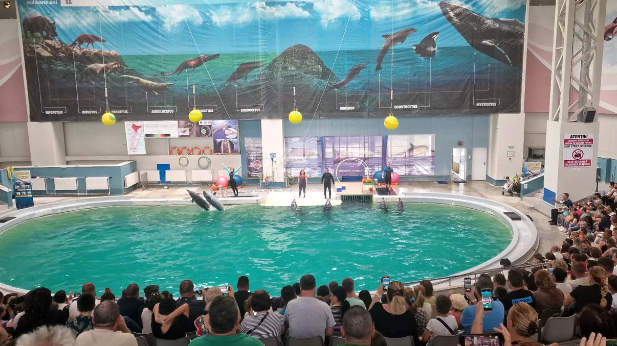 Povestea delfinilor aduși din Ucraina la Delfinariul din Constanța. Câți bani a costat salvarea lor și ce se întâmplă astăzi cu ei VIDEO