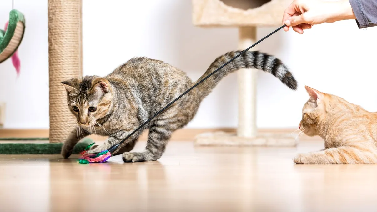 Comportamentul pisicilor, o necunoscută pentru majoritatea iubitorilor de animale: ce vor micile feline să transmită, de fapt, prin gesturile lor