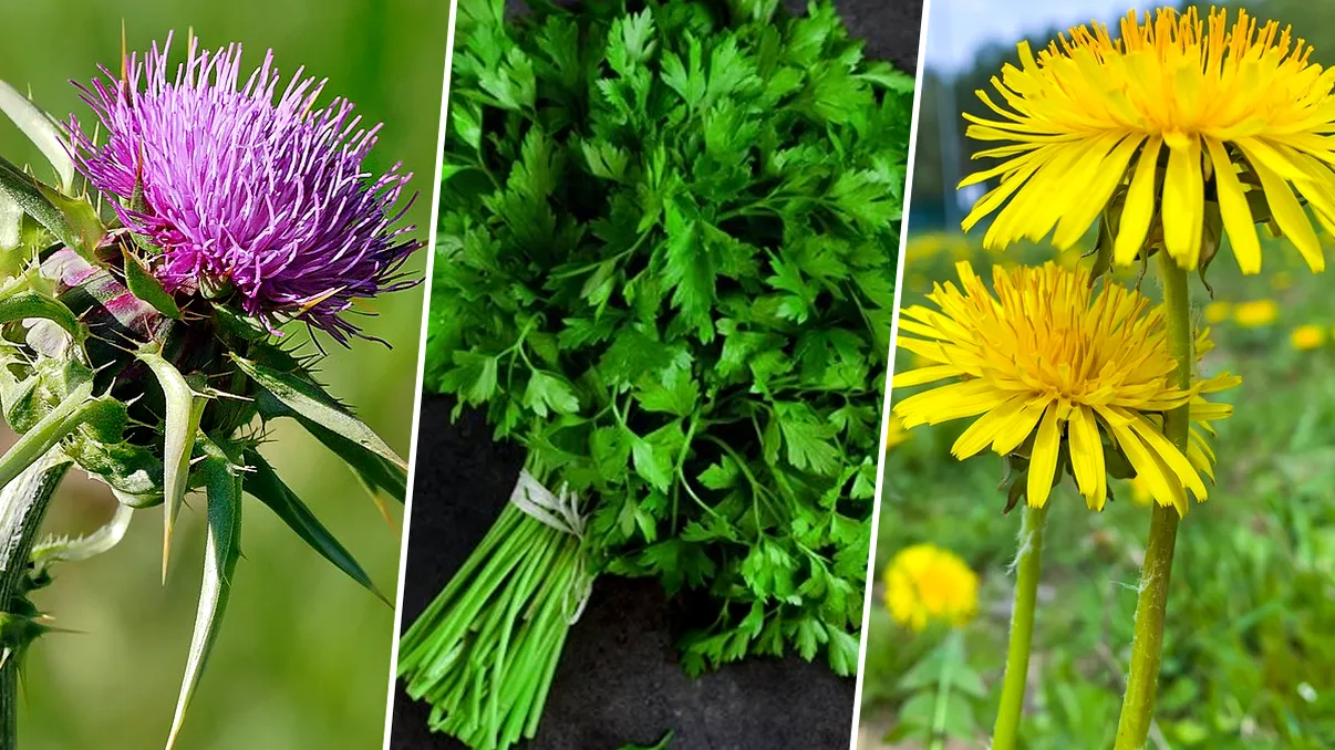 Plantele care elimină metalele grele din corpul tău