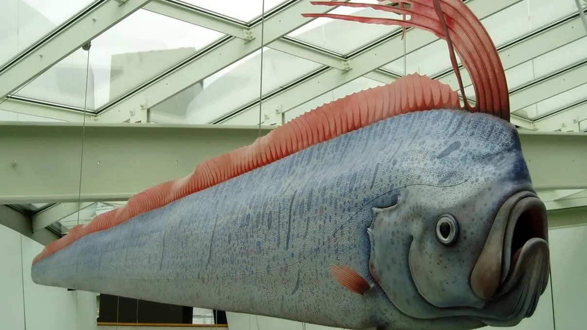 Momentul în care scafandrii au încremenit. S-au întâlnit cu cel mai rar pește uriaș. Legenda spune că prevestește cutremurele