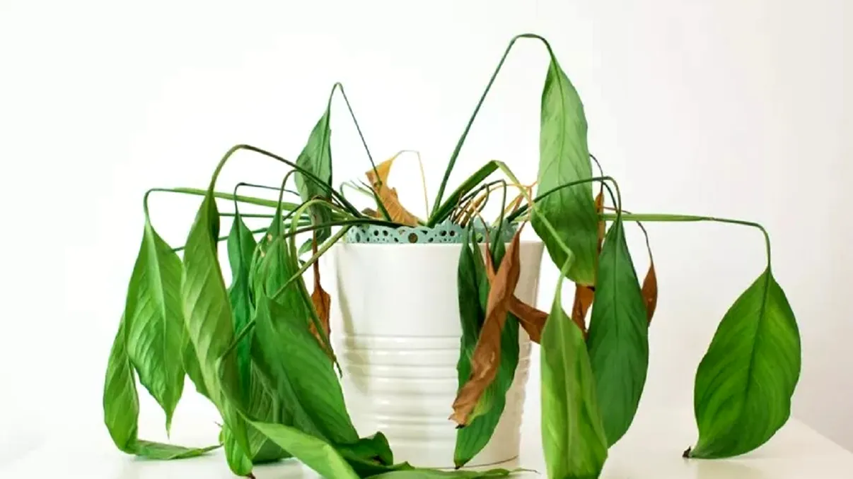 Până și plantele mor de bătrânețe, copacii, florile: care este explicația, când se întâmplă