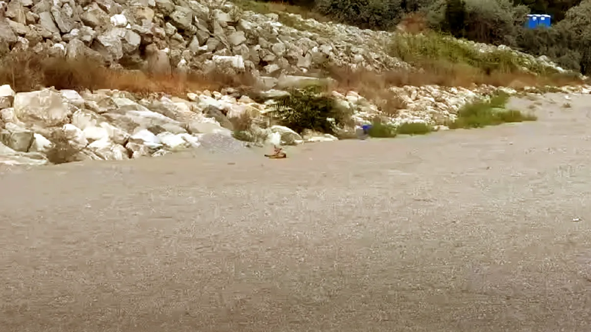 Animalul sălbatic care a fost surprins la plajă pe litoral. Mulți nu știu că e periculos, cum au reacționat românii când l-au văzut