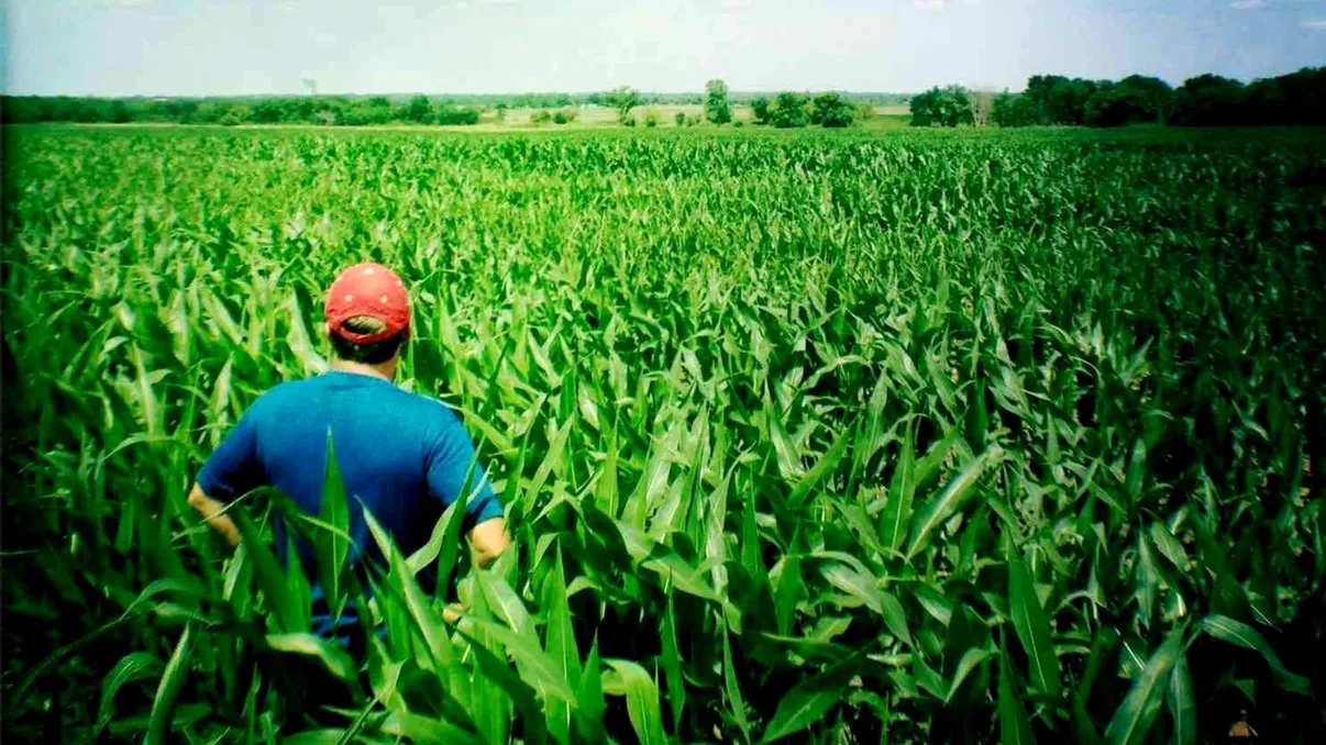 Comoara din porumb de milioane de dolari. Ce a găsit un bărbat când a mers la săpat nu s-ar fi așteptat niciodată