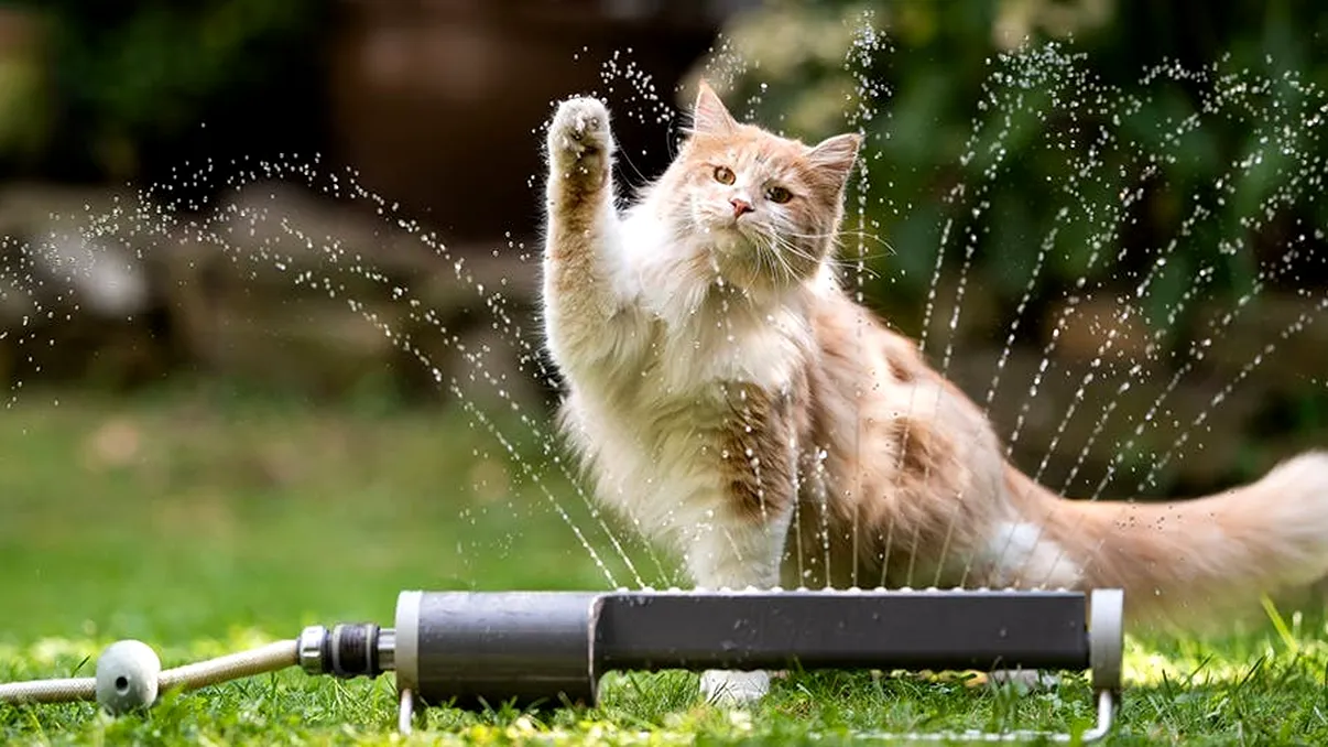 Cum îți protejezi câinele sau pisica de caniculă: câteva sfaturi care fac diferența