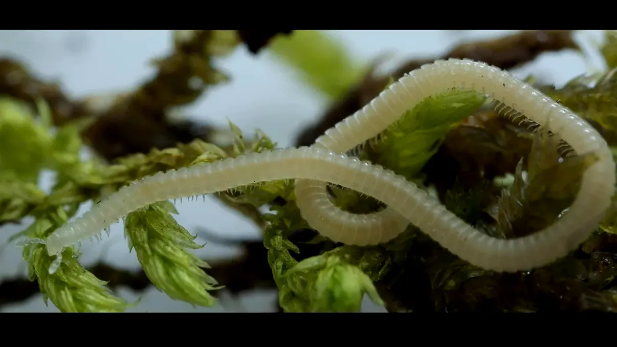 Creatură cu 486 de picioare, descoperită recent: ce spun oamenii de știință despre acest ”vierme”