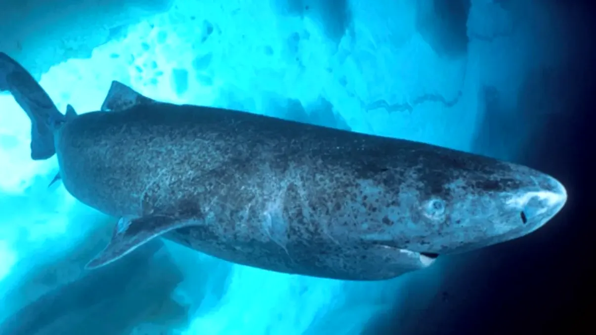 Cel mai longeviv animal de pe Pământ poate trăi peste 2.000 de ani: nu este rechinul din Groenlanda