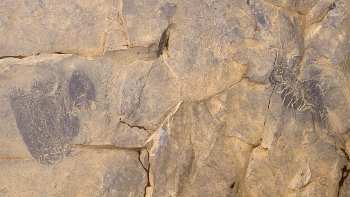 Are 505 milioane de ani și 90 de tentacule asemănătoare cu degetele. Creatura care a uimit oamenii de știință