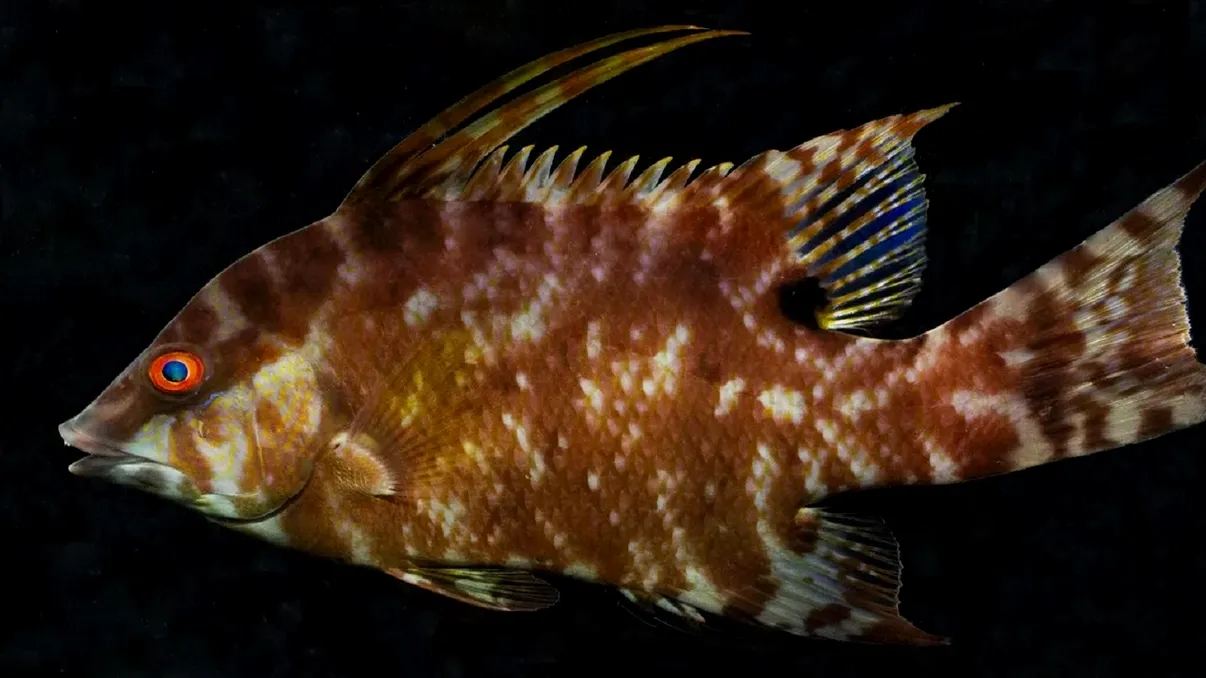 Peștele cu proprietăți miraculoase. Ce poate face chiar și după moarte, legătura cu lumina solară