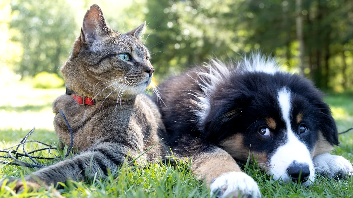 Vacanțe în străinătate alături de animalele de companie. Care sunt condițiile impuse în Uniunea Europeană