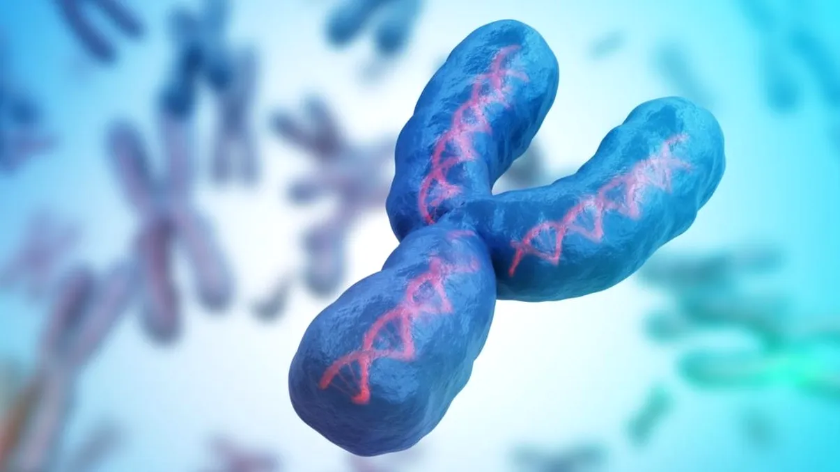 Premieră mondială în știință: cromozomul Y uman tocmai a fost secvențiat pentru prima dată