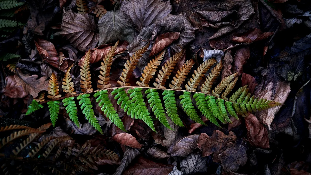 Apocalipsa climatică a început. Cum va fi vremea la iarnă și anul viitor. „Se schimbă toate caracteristicile anotimpurilor”