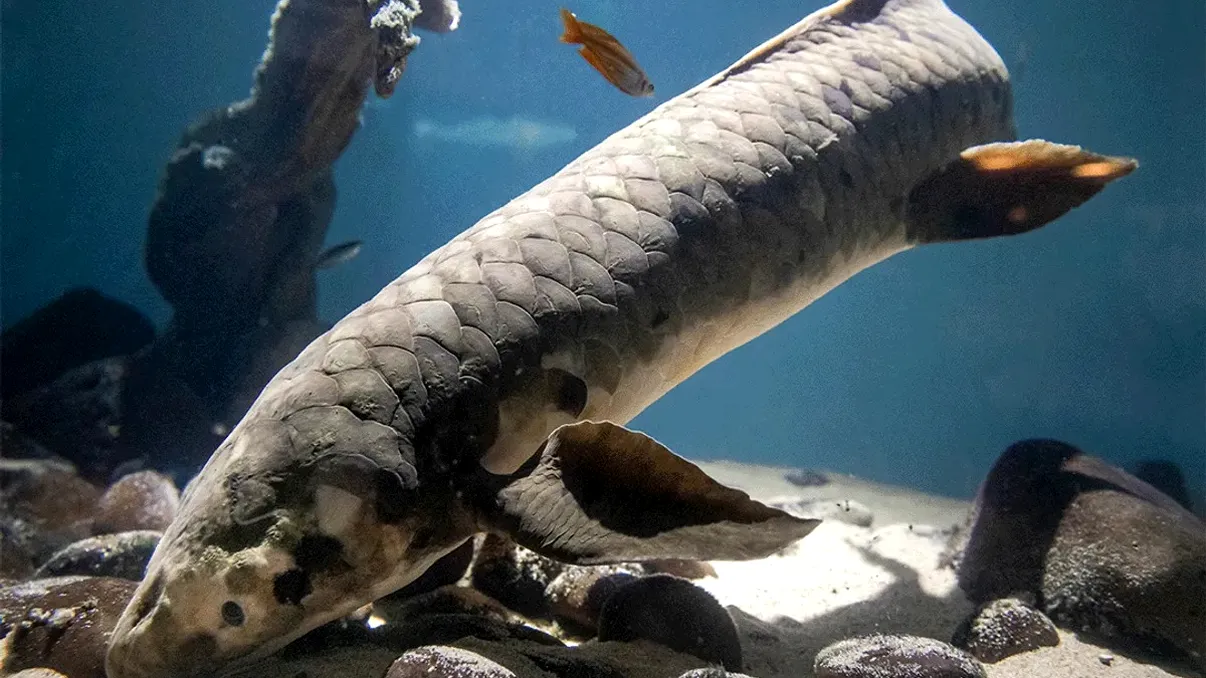 Câți ani are cel mai bătrân pește de acvariu din lume. Cum i s-a calculat vârsta, cărei specii aparține