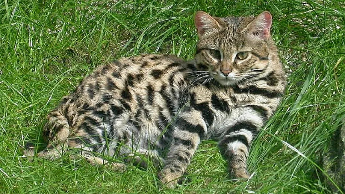 Cea mai periculoasă felină din lume este o pisică. De ce este un prădător atât de letal, ai lua-o acasă dacă n-ai ști asta