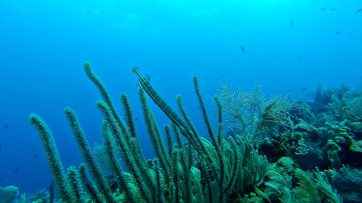 Descoperirea stranie din adâncurile Oceanului Pacific. „E ca la începutul unui film horror” - Foto