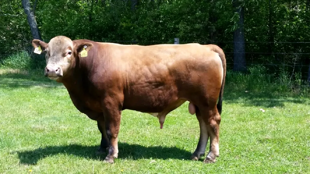 Hibridul de bovine de care nu știai că există. Ce este vita-bizon, de ce a fost creată