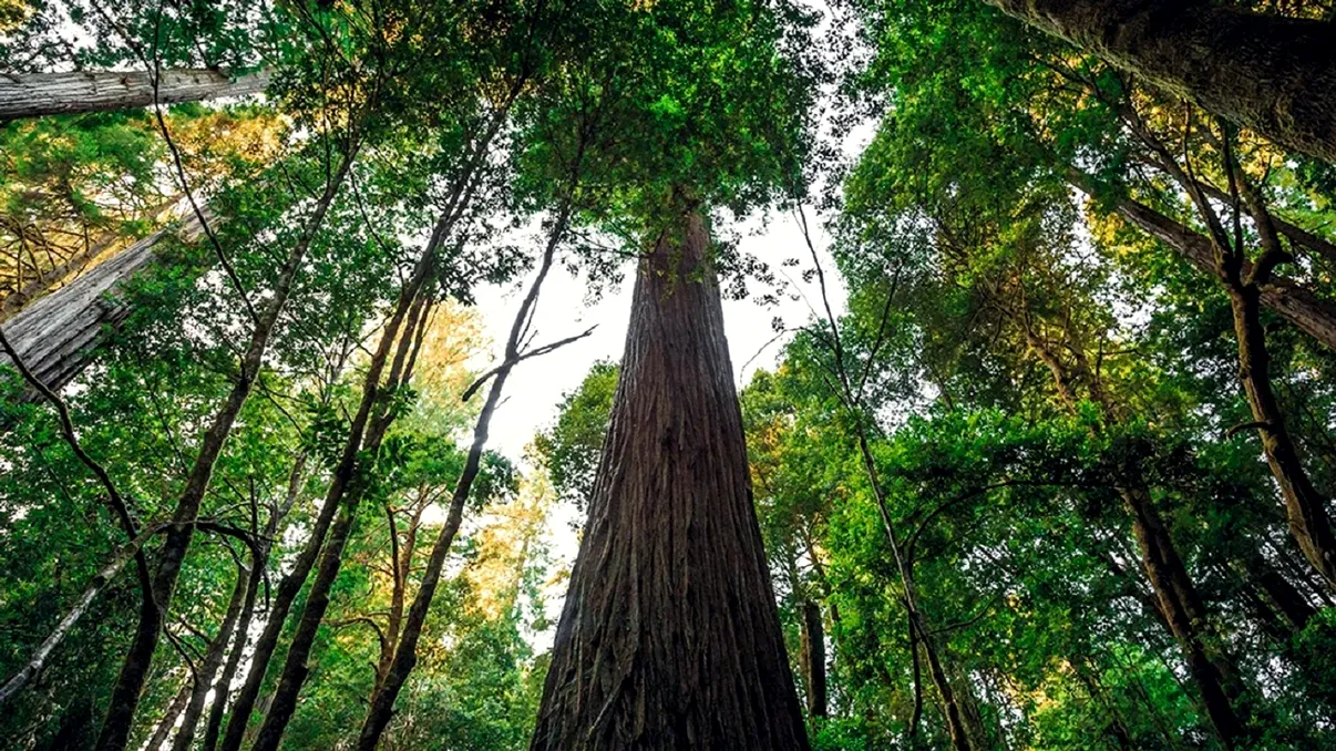Locul unde se află cel mai înalt copac din lume a rămas secret. Care este explicația, legătura cu protecția arborelui