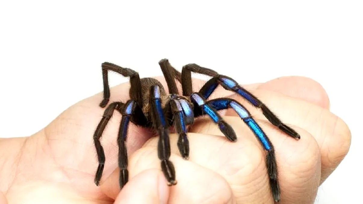 O nouă specie de tarantulă i-a uimit pe cercetători. Ce proprietate specială posedă, care este motivul