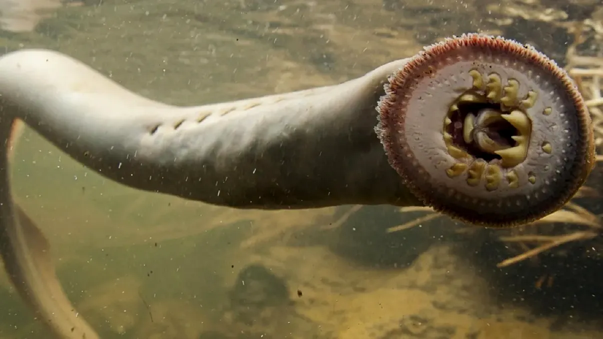 Peștele-vampir mai bătrân decât copacii de pe Pământ. Unde trăiește ciudata specie, pare desprinsă din filmele de groază