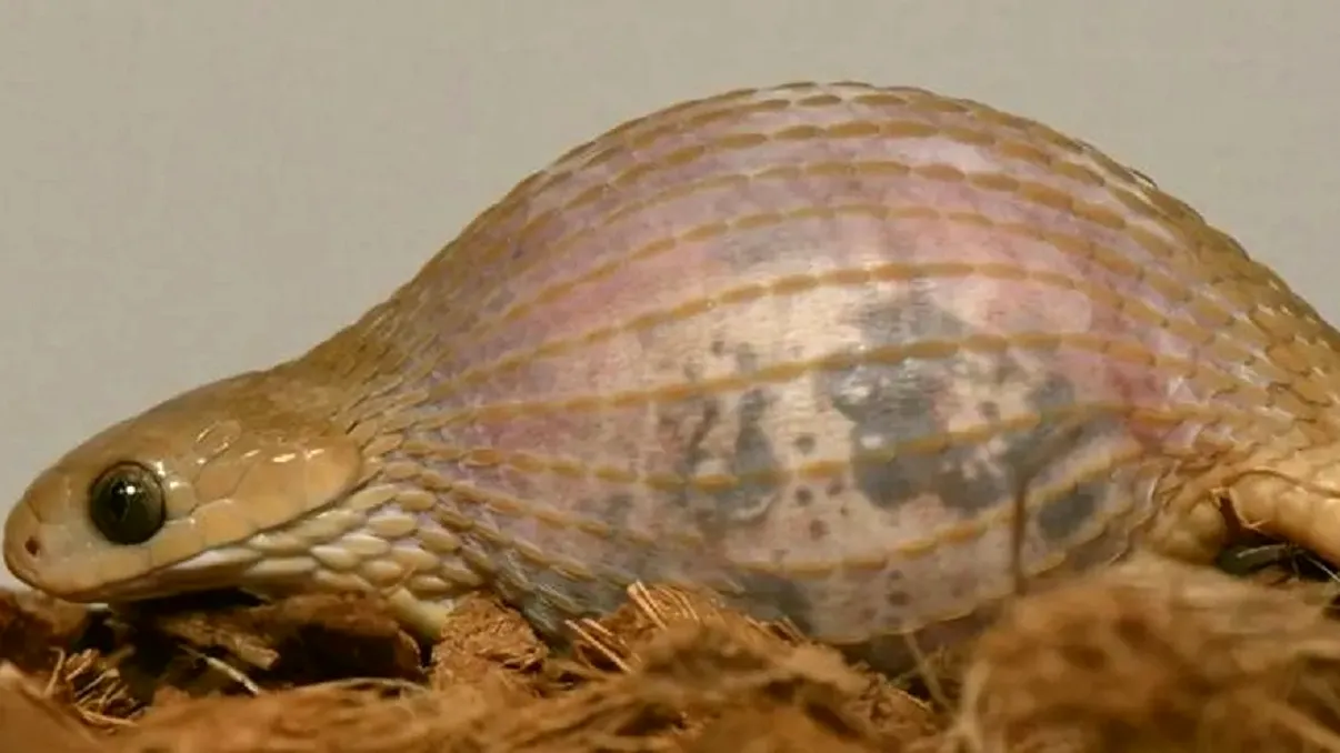Șarpele care le face de rușine pe marile reptile constrictoare. Cât de mult își poate deschide gura pentru a-și înghiți prada, ce preferă să mănânce