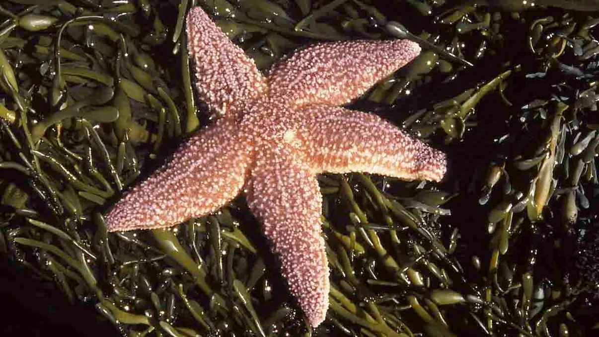 Stelele de mare ascund un secret ce te va pune pe gânduri. Diferența tulburătoare față de imaginea acestei specii creată de ”Finding Nemo”, ce au descoperit cercetătorii